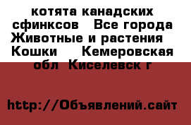 котята канадских сфинксов - Все города Животные и растения » Кошки   . Кемеровская обл.,Киселевск г.